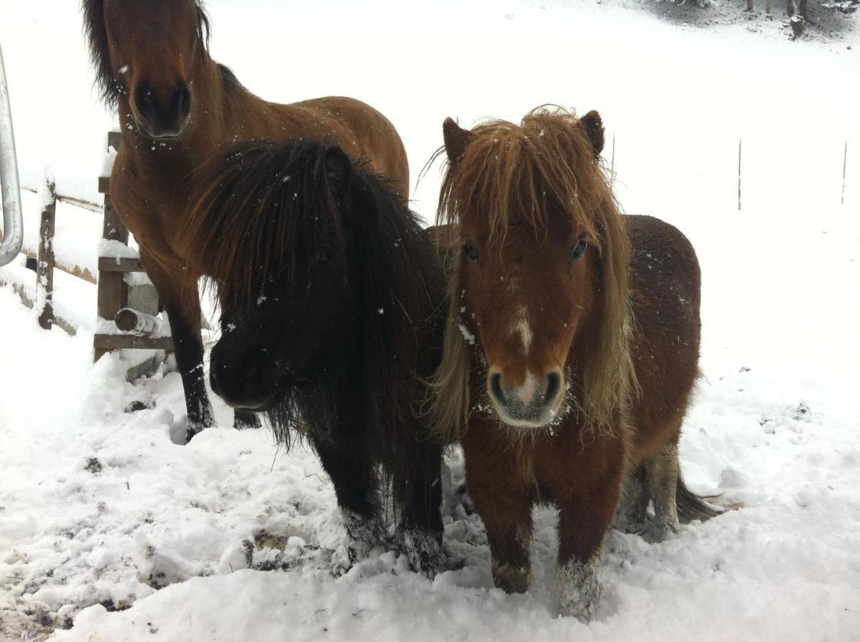 Ahlhof Villa Schladming Bagian luar foto