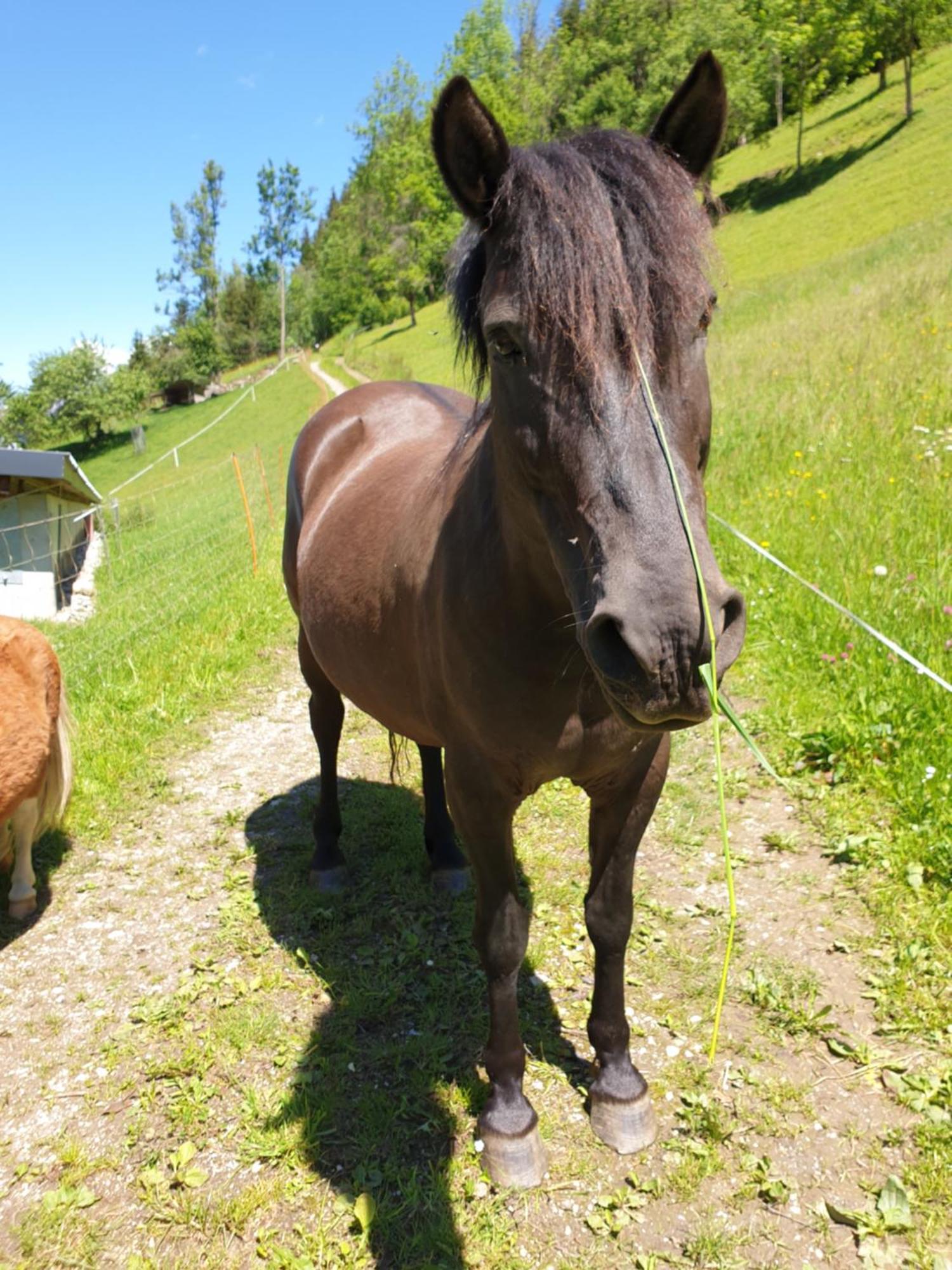 Ahlhof Villa Schladming Bagian luar foto